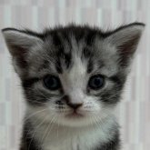 アメリカンショートヘア