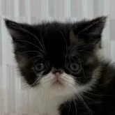 エキゾチックショートヘア