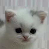 スコティッシュフォールド(立ち耳)