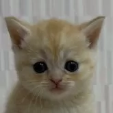 マンチカン(長足)