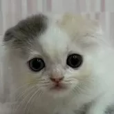 スコティッシュフォールド(折れ耳)