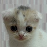 スコティッシュフォールド(折れ耳)