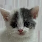 スコティッシュフォールド(立ち耳)【千葉県・女の子・2025年5月6日・ダイリュートキャリコ バン】の写真1