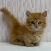 マンチカン(短足)【千葉県・女の子・2025年9月11日・レッドマッカレルタビー】の写真2