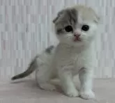 スコティッシュフォールド(折れ耳)【千葉県・女の子・2024年12月11日・ダイリュートキャリコ】の写真2