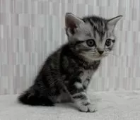 アメリカンショートヘア【千葉県・女の子・2025年10月20日・シルバータビー】の写真2