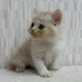 スコティッシュフォールド(立ち耳)【千葉県・男の子・2025年5月6日・レッドタビー&ホワイト】の写真2