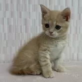 マンチカン(長足)【千葉県・男の子・2025年8月19日・クリームマッカレルタビー】の写真2