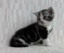 アメリカンショートヘア【千葉県・男の子・2025年10月5日・シルバータビー&ホワイト】の写真2