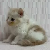 スコティッシュフォールド(立ち耳)【千葉県・男の子・2025年5月6日・レッドタビー&ホワイト】の写真3