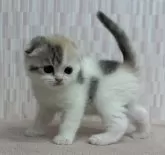 スコティッシュフォールド(折れ耳)【千葉県・女の子・2024年12月11日・ダイリュートキャリコ】の写真3