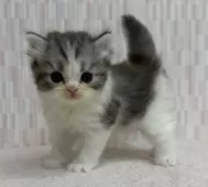 スコティッシュフォールド(立ち耳)【千葉県・男の子・2025年9月11日・シルバーマッカレルタビー&ホワイト】の写真3