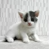 スコティッシュフォールド(立ち耳)【千葉県・女の子・2025年5月6日・ダイリュートキャリコ バン】の写真3