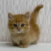 マンチカン(短足)【千葉県・女の子・2025年9月11日・レッドマッカレルタビー】の写真3