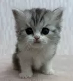 スコティッシュフォールド(立ち耳)【千葉県・男の子・2024年12月11日・シルバータビー&ホワイト】の写真4