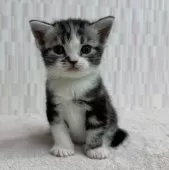 アメリカンショートヘア【千葉県・男の子・2025年10月5日・シルバータビー&ホワイト】の写真4