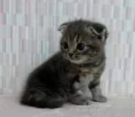 スコティッシュフォールド(立ち耳)【千葉県・女の子・2025年10月9日・ブルーパッチドタビー】の写真4