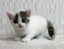 スコティッシュフォールド(立ち耳)【千葉県・女の子・2025年5月6日・ダイリュートキャリコ バン】の写真4