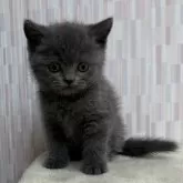 ブリティッシュショートヘア【千葉県・男の子・2025年5月24日・ブルー】の写真4