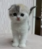 スコティッシュフォールド(折れ耳)【千葉県・女の子・2024年12月11日・ダイリュートキャリコ】の写真4