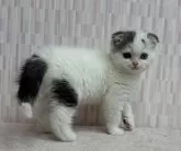 スコティッシュフォールド(折れ耳)【千葉県・男の子・2024年10月31日・ブルータビー&ホワイト バン】の写真4