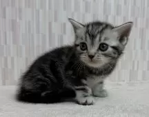 アメリカンショートヘア【千葉県・女の子・2025年10月20日・シルバータビー】の写真4