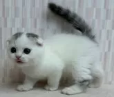 スコティッシュフォールド(折れ耳)【千葉県・男の子・2025年10月9日・シルバータビー&ホワイト バン】の写真5