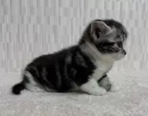 アメリカンショートヘア【千葉県・男の子・2025年10月5日・シルバータビー&ホワイト】の写真5