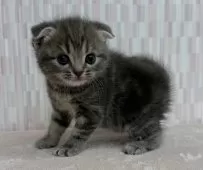 スコティッシュフォールド(立ち耳)【千葉県・女の子・2025年10月9日・ブルーパッチドタビー】の写真5