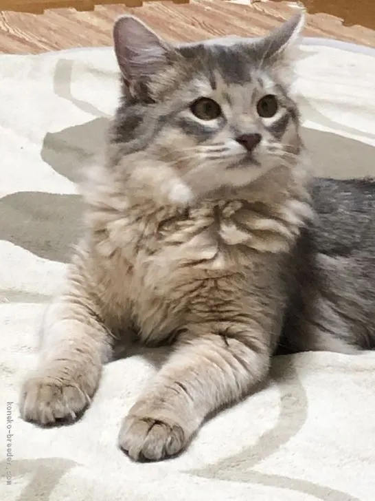 ID:1910-00061の子猫