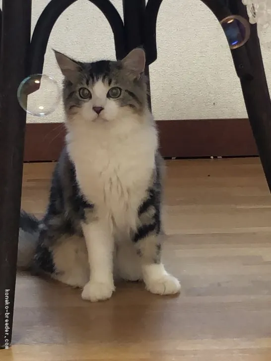 ID：2009-00794の子猫