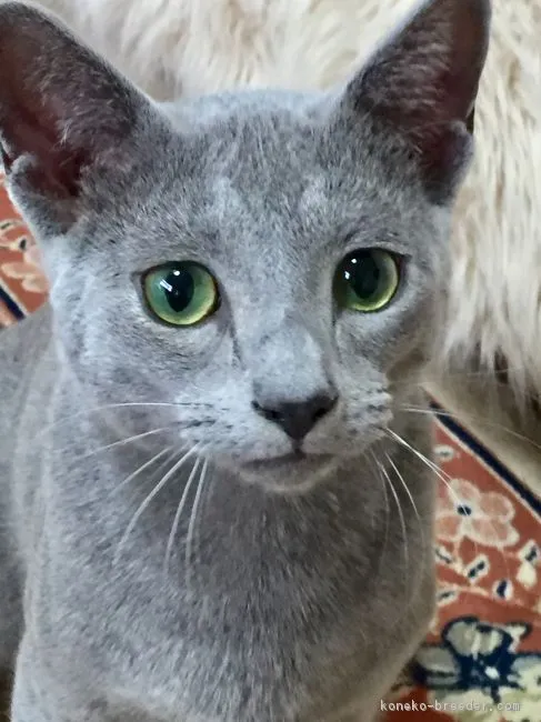 ID：1712-00907の子猫