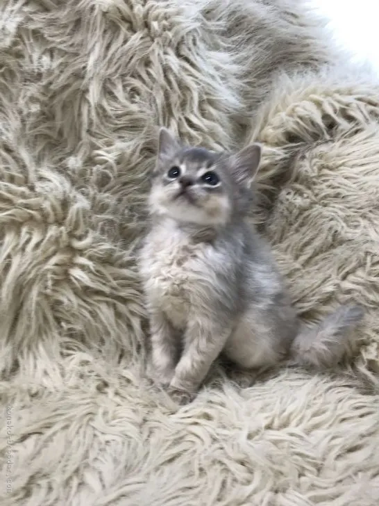 ID:1901-01070の子猫