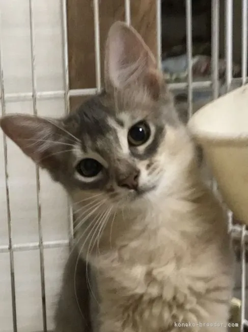 石田 由香 様のお迎えした子猫