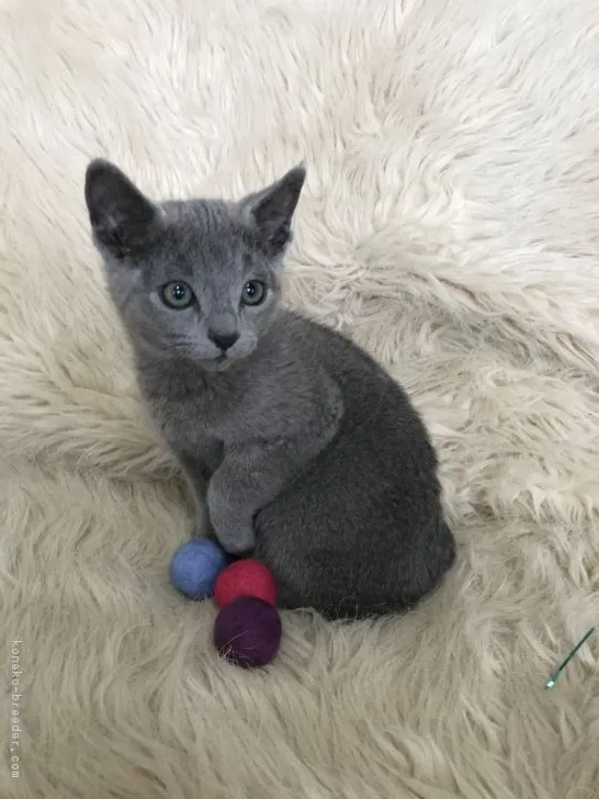 ルーク=アッシュパパ 様のお迎えした子猫