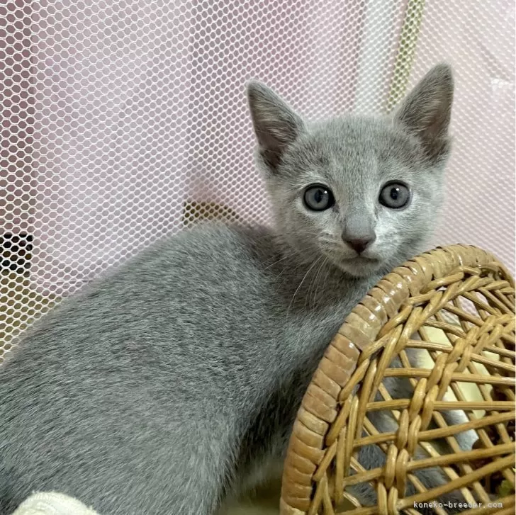 ID：2406-00529の子猫