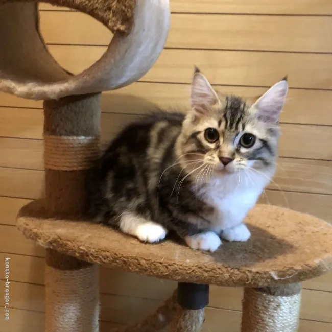 ID:2006-00070の子猫