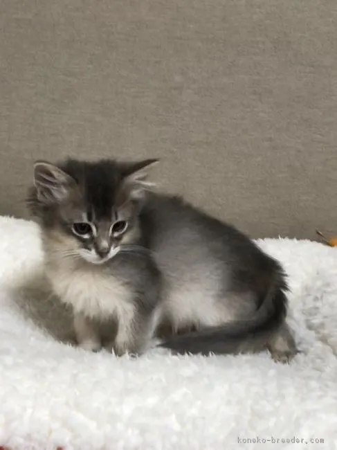 ID:1803-00931の子猫