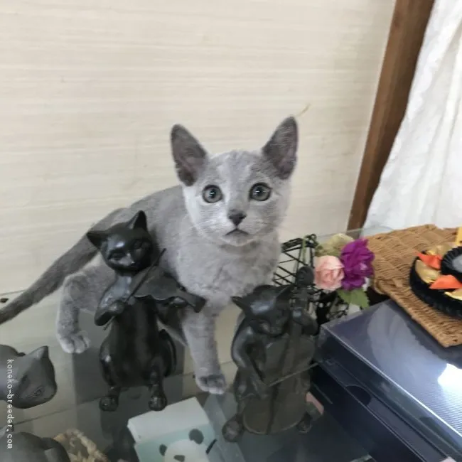 しずず 様のお迎えした子猫