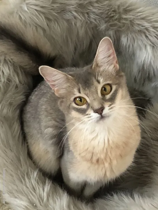 ID:2005-02385の子猫