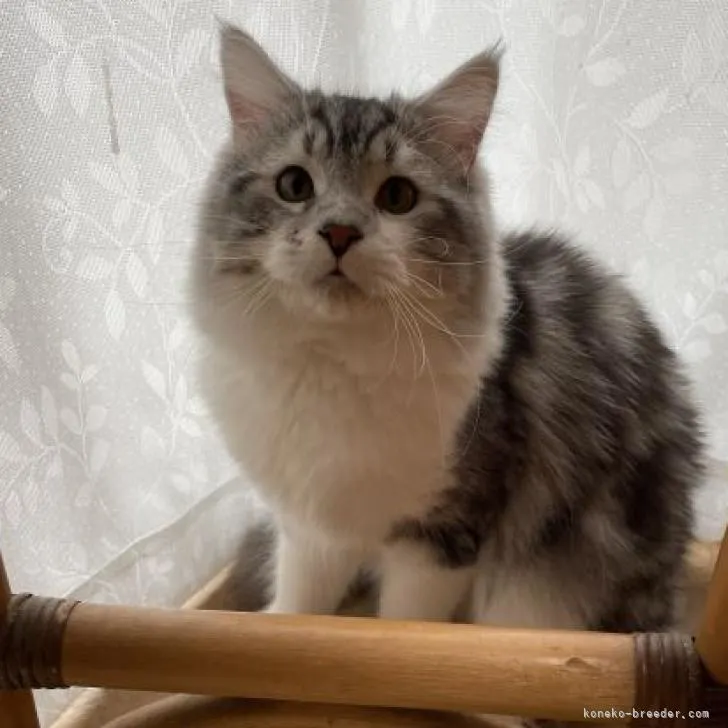 ID：2209-01086の子猫