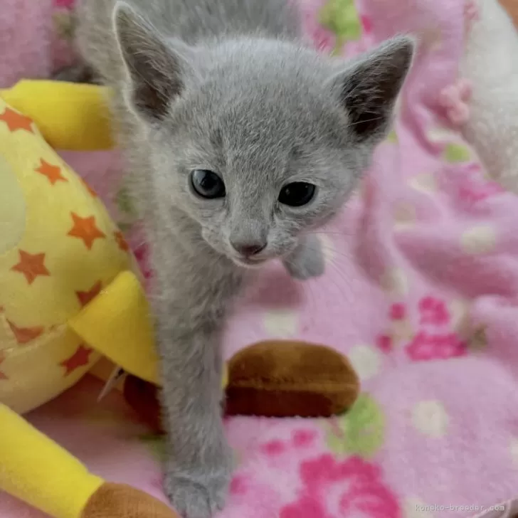 ID:2402-02259の子猫