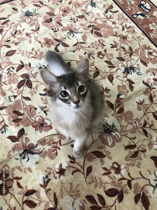 ID:1907-00229の子猫