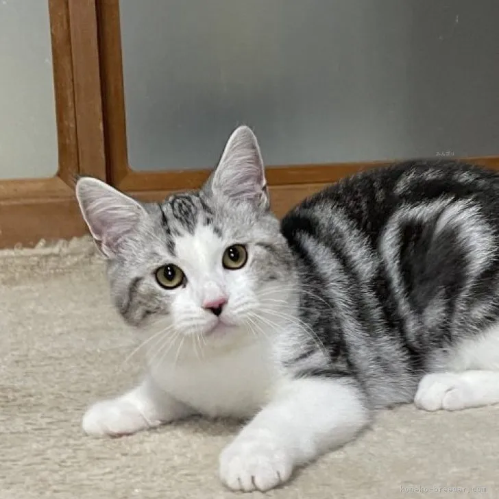 ID：2308-00625の子猫
