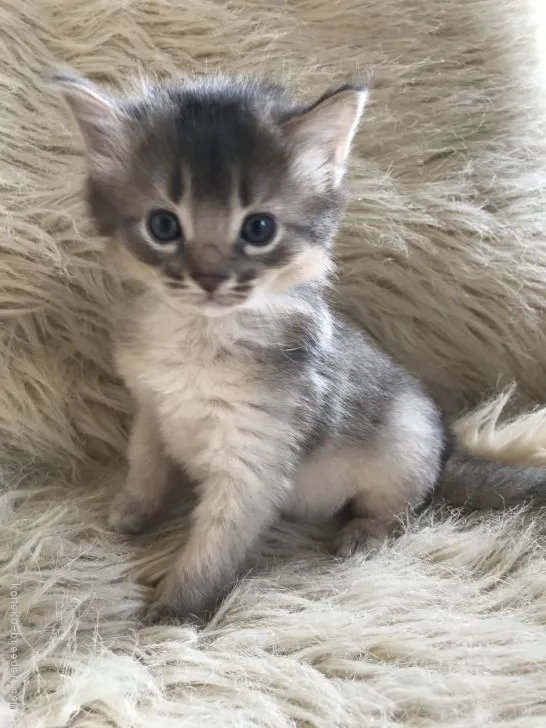 ID:1806-00560の子猫