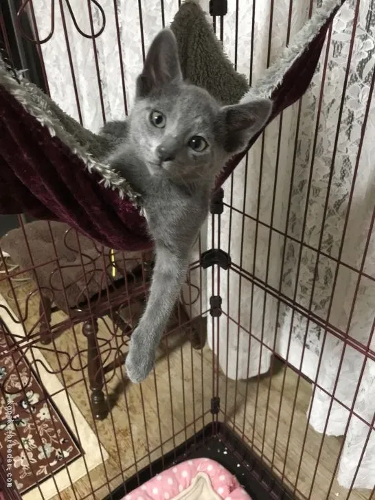 ID:1806-00559の子猫