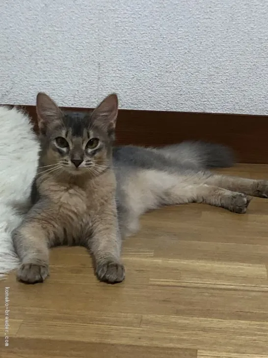 ID:2009-00792の子猫