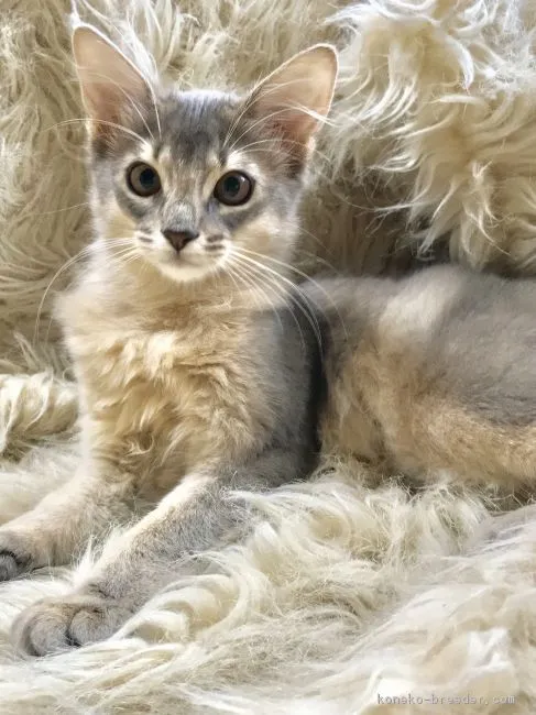 ID:1807-00341の子猫