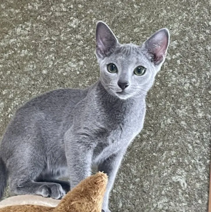 ID:2306-02220の子猫