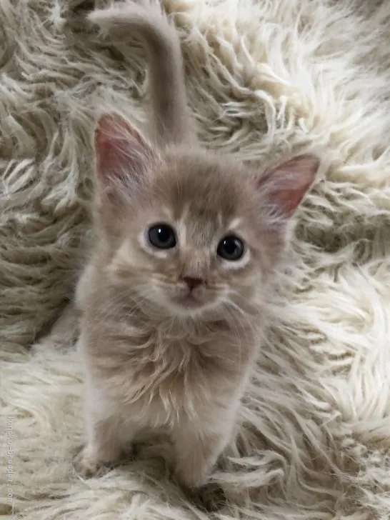 ID:1907-01781の子猫
